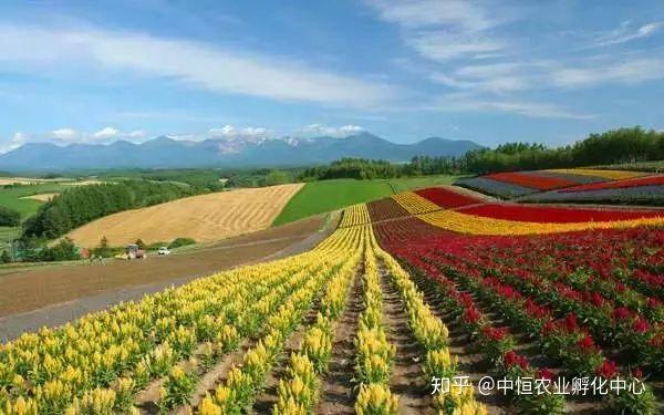 农产品供应链模式有哪些？农产品供应链方案模板大全