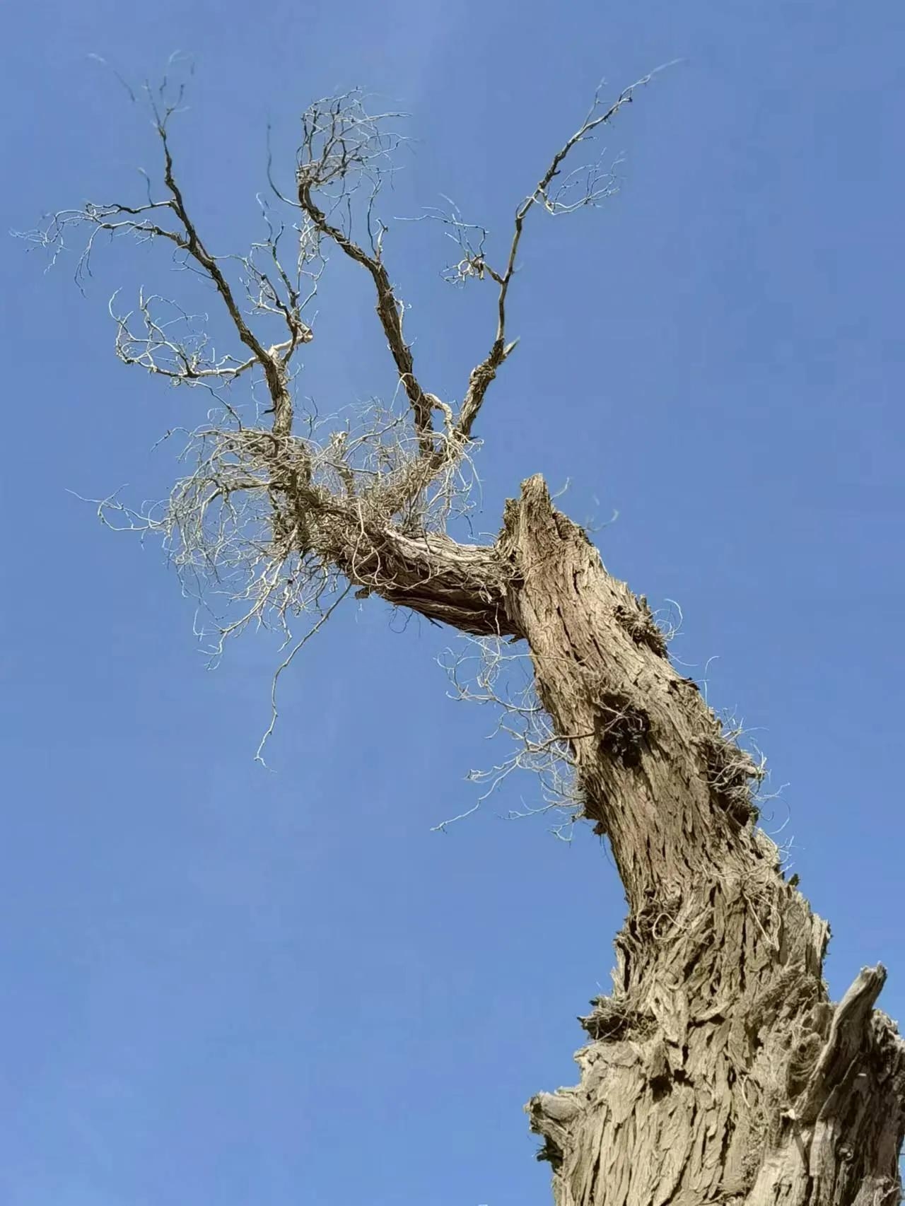 沙雁洲胡杨林景区什么时候去最好？阿克苏沙雅县沙雁洲旅游攻略