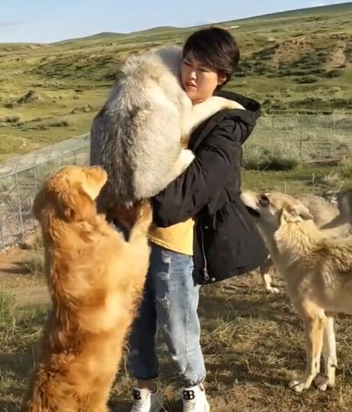 养狼靠什么赚钱？《我在新疆养狼》吴燕怎么盈利？